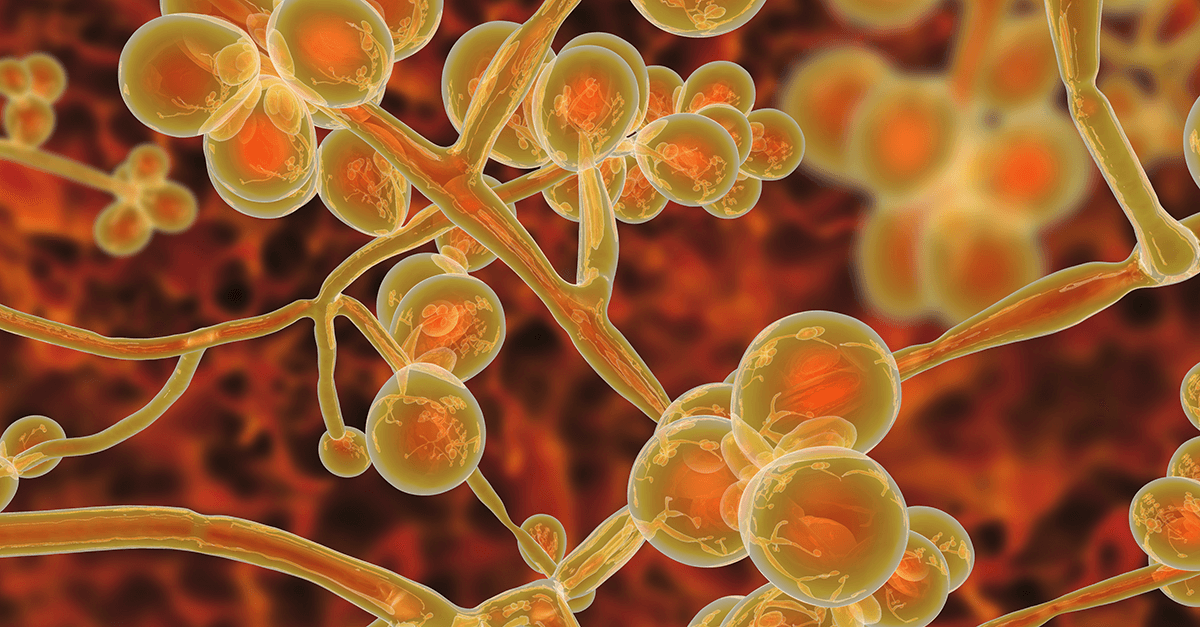 About the Candida auris Fungus Outbreak in Nursing Homes